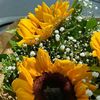 masal_4480
