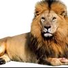 ali.ahmed62812