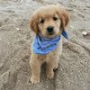 goldentommyboy