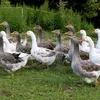 selmakula5
