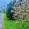 ngrboy83