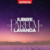 Iubire cu parfum de lavandă
