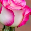 zoulikha.10