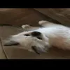 naplttos