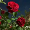 mjjlqw76