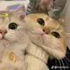 taotencatdeptrai