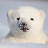 Polar bear 🐻‍❄️