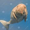 dugong_gonggong