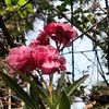 aung80855