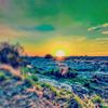 _syco_jani393_