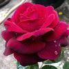 saqib_202