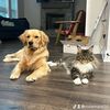 goldenandmainecoon
