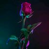 user5321165687512