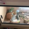 bearded.dragon25