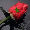nada.rose25