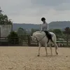 imogen_equine2