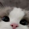cat_ilove14