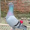 lamuk64