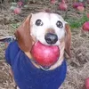 dogeatingapple2