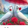ebrahim.ebrahim276