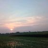 tong_brong
