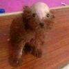 chuchito_pelon