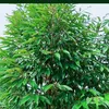 linhpm1408