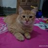 alfar3365