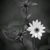 ayeshakhan12190