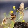 Đổi Tên