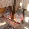 af_afooo