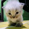 muhammad.cepi7