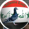 حمام الزاجل هوايت الملوك