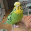 captainto4