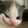 thevu1120