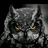 hibou997