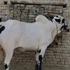 Fatehjhangibulls.1
