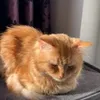 mr.nibbels1
