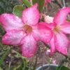 flakita.cristobal3