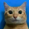 carmencats_songs