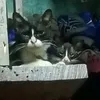prettyframe7