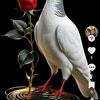 user5619238496305