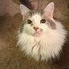 skittles_the_cat13