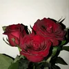 user7370438627