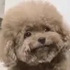 barabashka8