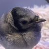 bird___tok