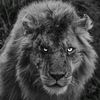 mohamed_alshrnoby