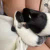 petswlils