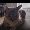 elisangela.almeida01