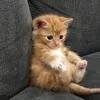 hopxfulreborn